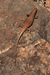 namibia 111